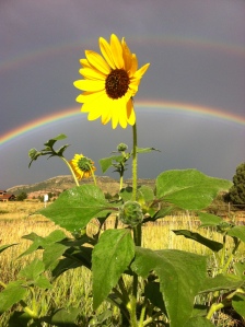 a Flower and the Rainbow that emerged from the downpour I was expecting as I started my run at Deer Creek Canyon